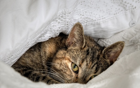 Sleepy - sleepy, cat, tortoise shell, hiding, white bedding, lace, pillow, bed