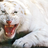 Angry White Tiger