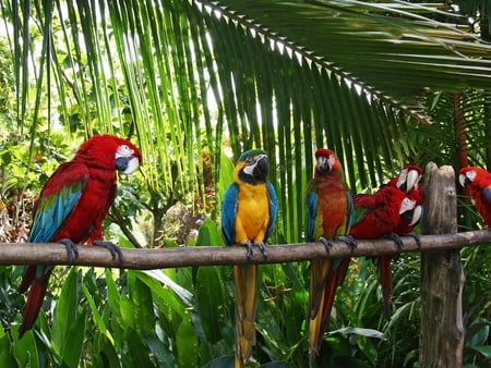 Beautiful Parrots - colorful, parrots, birds, beauti