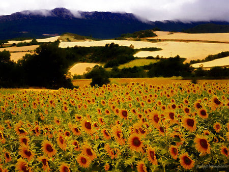 Sunflowers Field - sunflowers, nature, yellow, beautiful, art photo, field, mountains, sky