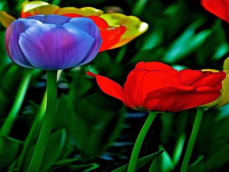 COLOURFULL TULIPS - blue, red, orange, violet, flower