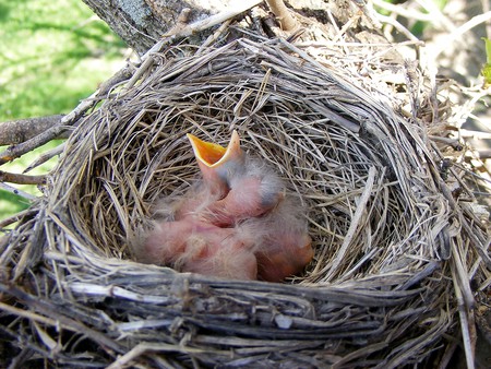 A New Life - worms, birds, robin, nest