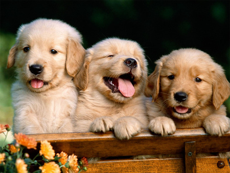 3 brothers who love you... - cute, love, dogs, animals