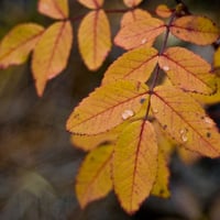 autumn ash leaves