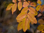 autumn ash leaves