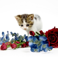 KITTY and FLOWERS