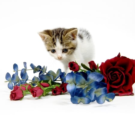 KITTY and FLOWERS