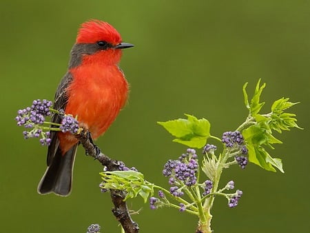 Vermilion flycatcher - bird, red and black, vermilion flycatcher, flowers, leaves, branch