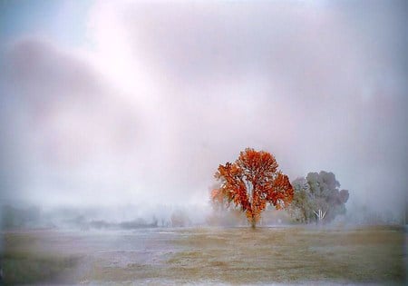 Autumn in the fog - trees, autumn tree, cloudy, orange, fog, field