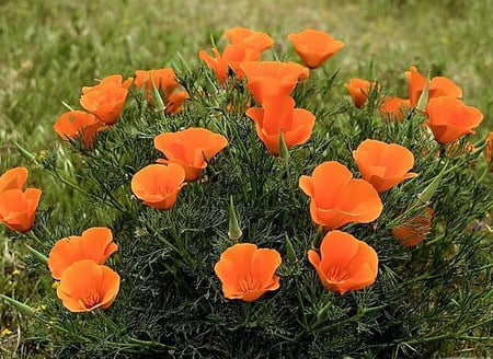 California poppies - california, poppies, flowers, field, wild, tangerine color