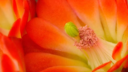 Pimple - bombata, pimple, flowers, nature