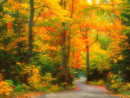 Colors of Nature - picture, beautiful, trees, nature, colors