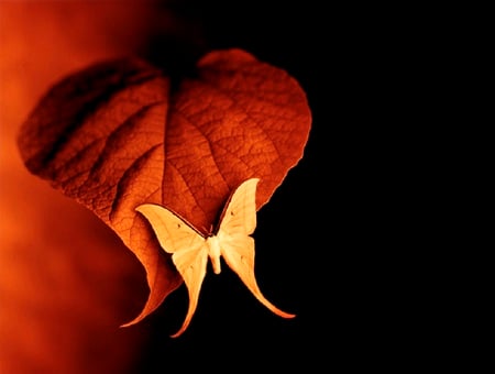 Flora and Fauna - butterfly, yellow, cg art, orange, leaf, veins, black