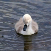 baby swan