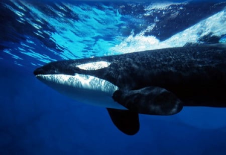 Orcinus Orca - white, ocean, whale, surface, killer, blue, bubbles, black