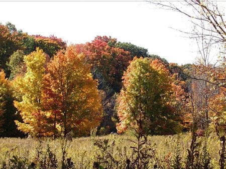 Autumn - field, tree, season, autumn