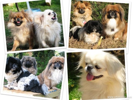 Dog breeds - breed, puppy, dog, pet