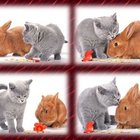 Cat and bunny