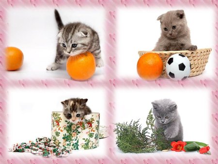 Cute kittens - play, kitten, sweet, cat