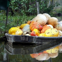 Pumpkin Ferry