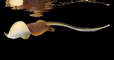 Blue Spotted Ray - ripples, water, black, surface, reflection, blue, spotted, fish, ray