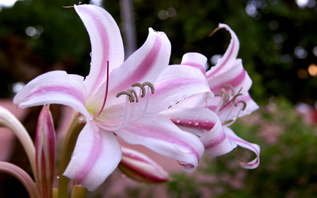 Wild Lilly - flowers, lilly, nature, beautiful, wild