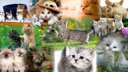 Kitten Collage 2 - collage, cat, kittens, kitty, babies, sweet, firefox persona, cute