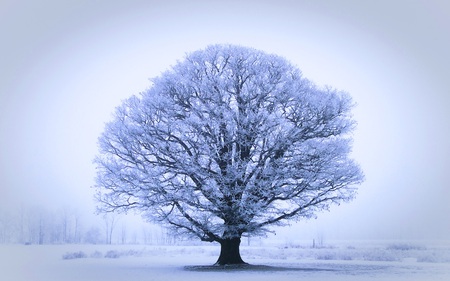 The Mighty Oak - winter, nature, beautiful, fields, snow, tree, oak