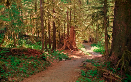 Trail to Sol Duc Falls - path, forests, nature, beautiful, green, lichen