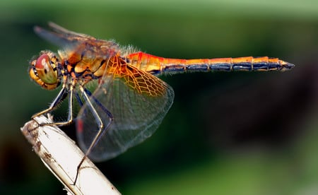 Yellow Wing Darter - insects, beautiful, colors, dragonfly, animals