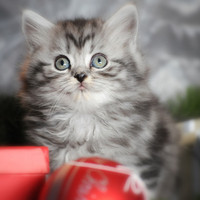 pretty little kitty