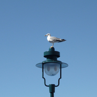 Weather Vane