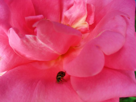 Pink Petal Ladybug Walk - bloom, petal, nature, ladybug, plant, pink