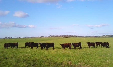 grazing cattle in the coutryside - paddock, skies, countryside, cattle, nature grass, cows