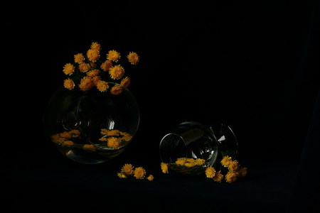 flowers & glass - water, nature, black background, art photo, yellow flowers, still life, glass