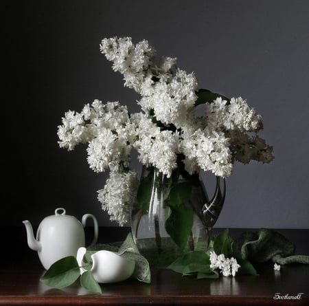 white still life - nice, nature, white cups, white flowers, art photo, water, still life, glass pot