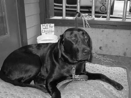 Black Dog - cuteness, dog, alaska, black lab, funny, sit, dont smoke, coffee shop