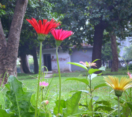 daisies - nature, flowers, daisies