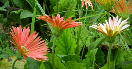 Daisies - daisies, flowers, nature