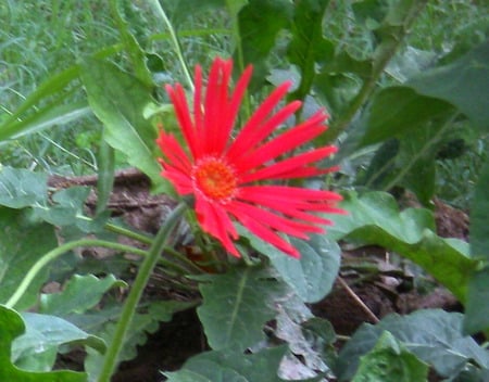 Red daisy - daisy, flowers, nature, red