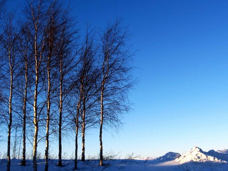 winter - forces, white, winter, nature, blue, mountains, tree, sky