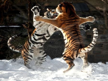 PLAYFULL TIGERS