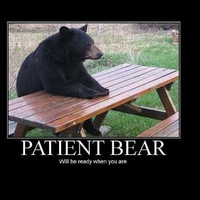 patient bear