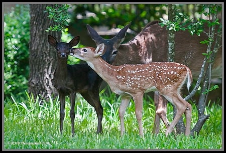 The same but different - rare black, love, fawns, forest, brown with white spots, mother, deer