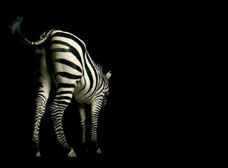 Into the Dark - cg, black, zebra, white, digital, artwork, tail, stripes