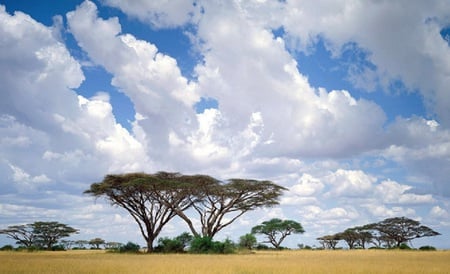 Clouds and Acacias - sky, trees, acacia, clouds, kenya, grass