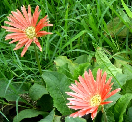 Daisies - daisies, flowers, nature