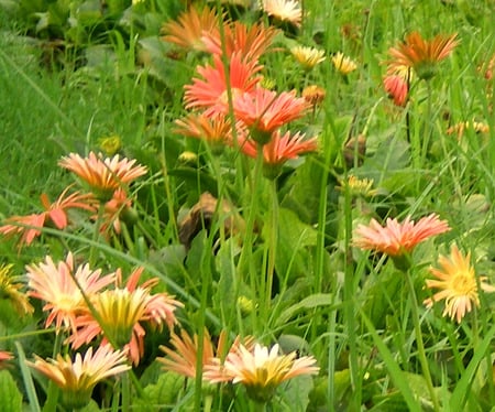 daisies - daisies, flowers, nature