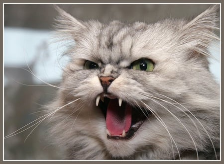 Kitty Not Like .... - snarl, hiss, fur, feline, ears, whiskers, teeth, cat