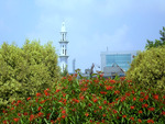 Flowers and mosque